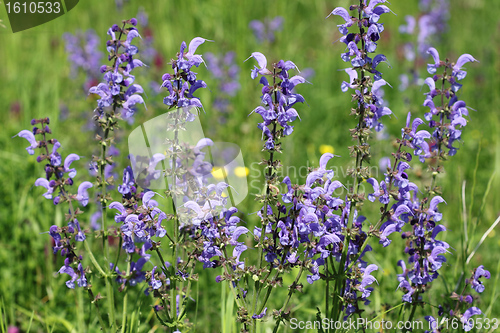 Image of Salvia pratensis