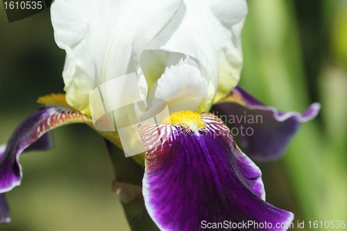 Image of Iris flower.