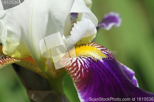 Image of Iris