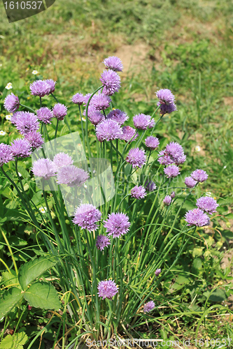 Image of Chives