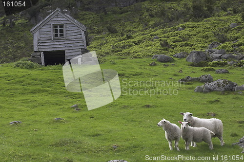 Image of Sheep on a hillside