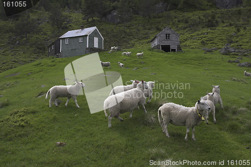Image of Sheep on a hillside.