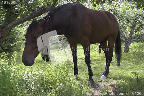 Image of The hippie horse