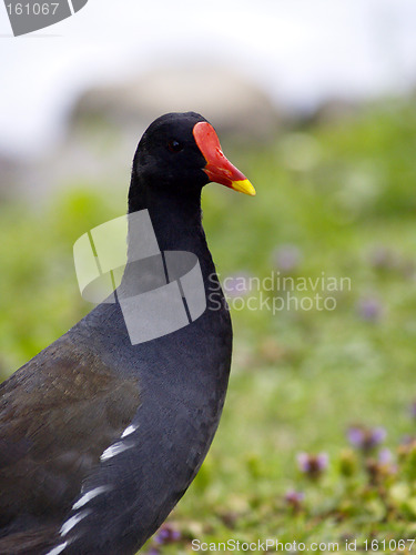 Image of Coot
