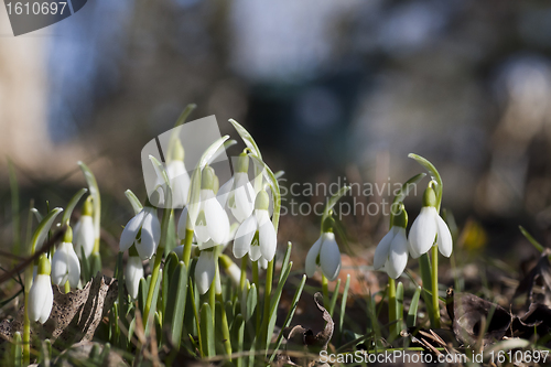 Image of snowdrops