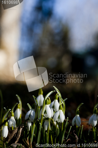 Image of Galanthus