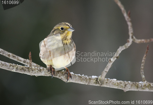 Image of Yellowhammer