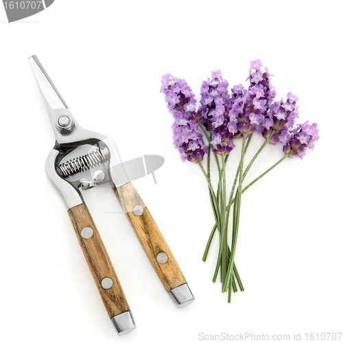 Image of Lavender Herb Flowers and Secateurs