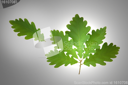 Image of Oak Leaf Sprig