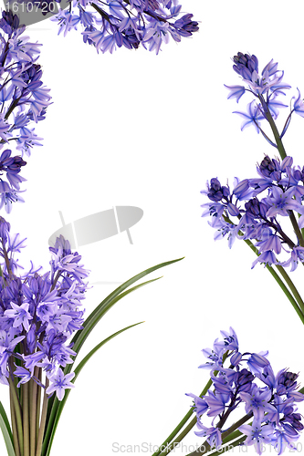 Image of Bluebell Flower Border