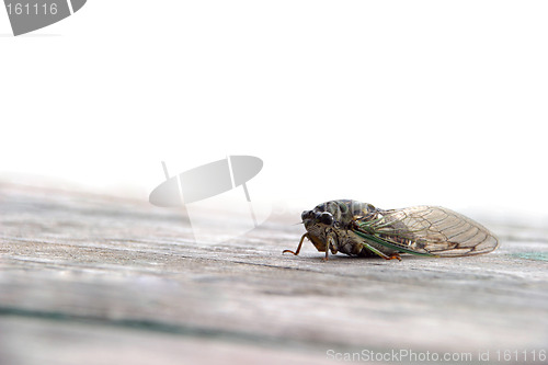 Image of Cicada