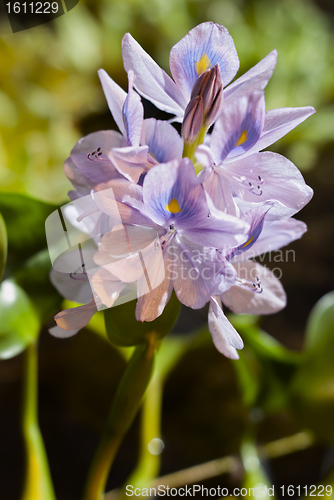 Image of Water hyacinth