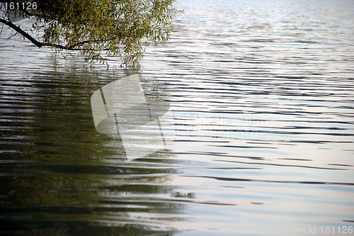 Image of Branches Reflections