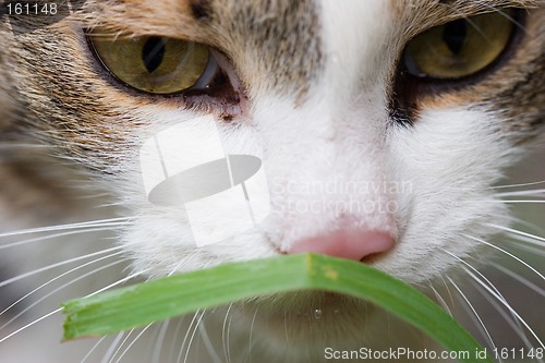 Image of Cat tasting grass close up portret