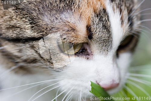 Image of Cat tasting grass close up portret