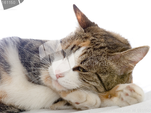 Image of Drowsing cat