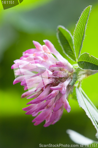 Image of Clover, trefoil