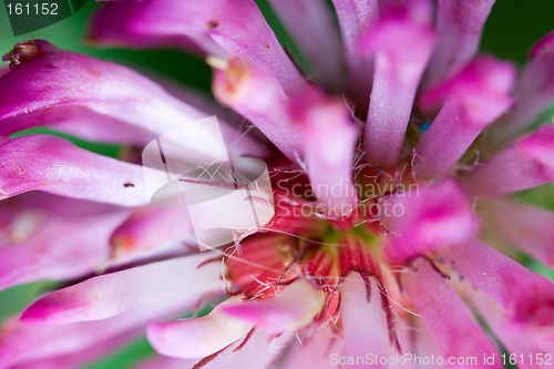 Image of Clover trefoil