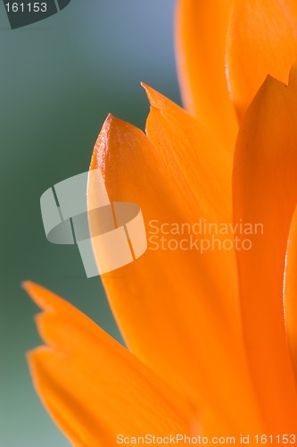 Image of Petals of orange flower(Calendula) macro