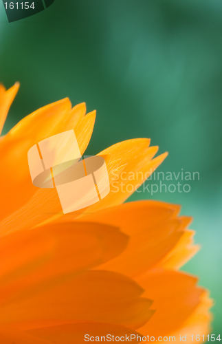 Image of Petals of orange flower(Calendula) macro