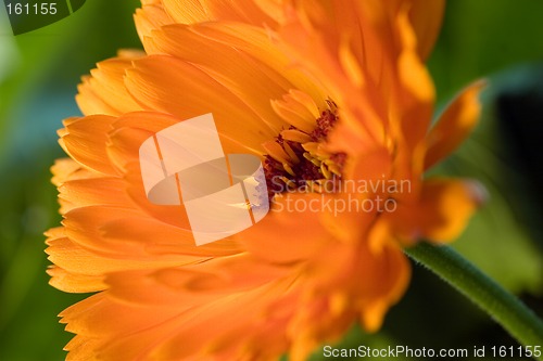 Image of Orange flower(Calendula) macro