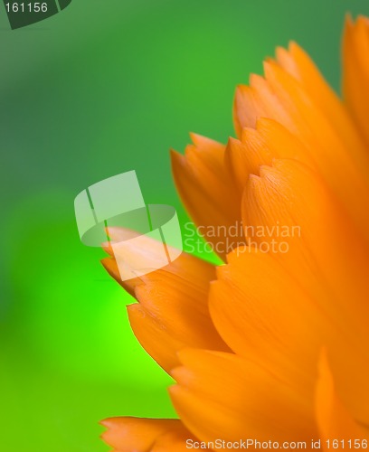 Image of Petals of orange flower(Calendula) macro