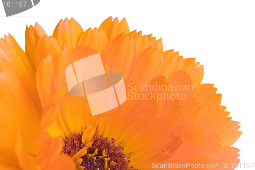 Image of Orange flower(Calendula) macro