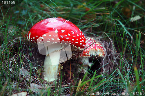 Image of Fly Agarics