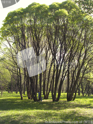 Image of willow trees