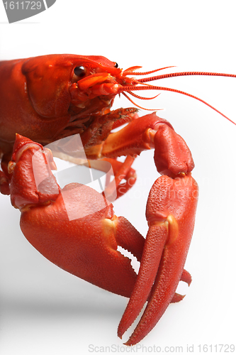 Image of 	Crayfish isolated on white