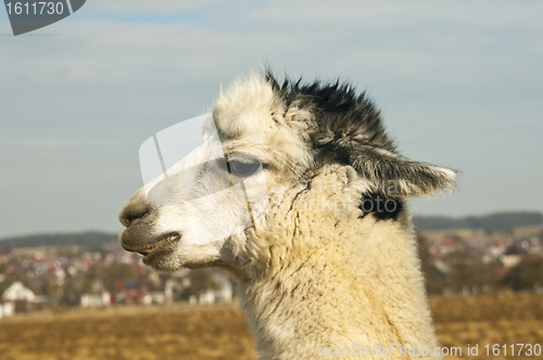 Image of Alpaca, Vicugna pacos