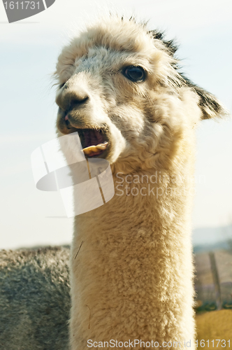 Image of Alpaca