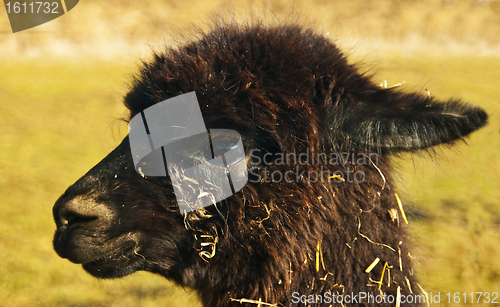 Image of Alpaca, Vicugna pacos 