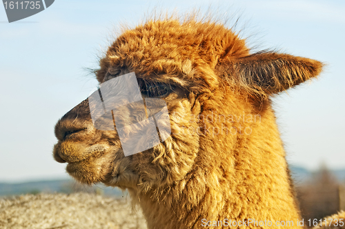 Image of Alpaca, Vicugna pacos 