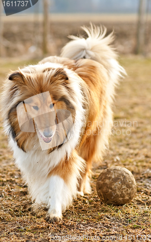 Image of  Collie with ball