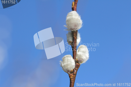 Image of Willow catkins against blue sky