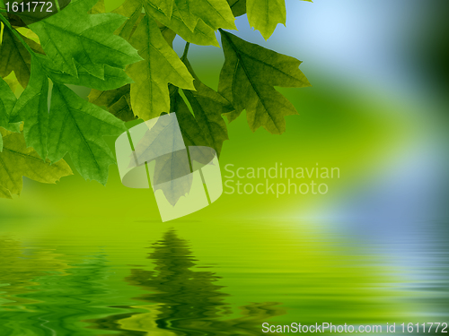 Image of Leaves reflecting in water