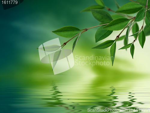 Image of Leaves reflecting in water