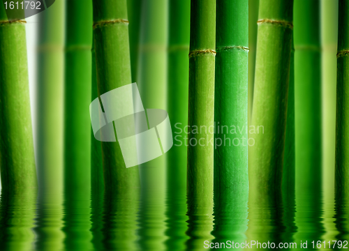 Image of Bamboo Forest with Water reflection