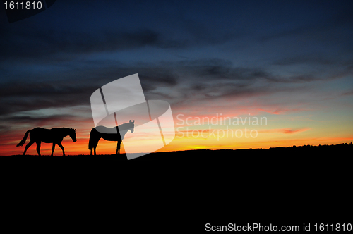 Image of Horses walking in the sunset