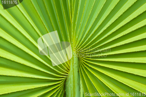 Image of Palm tree leaf background