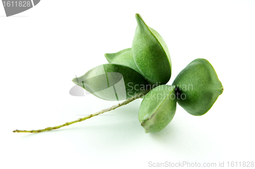 Image of Green Almond Fruit