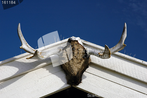 Image of Skull