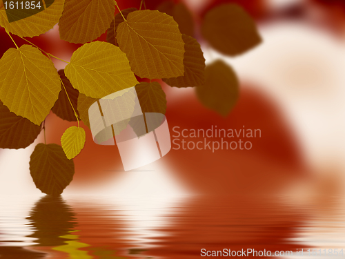 Image of Leaves reflecting in water