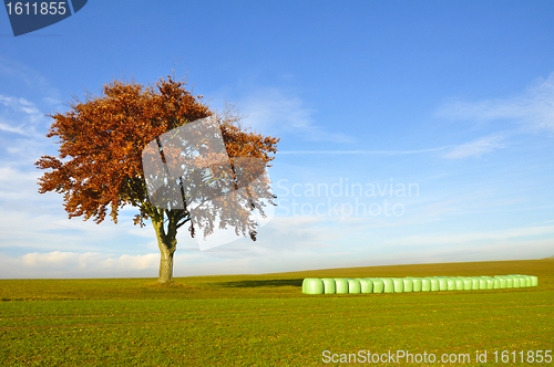 Image of Tree and hay bales