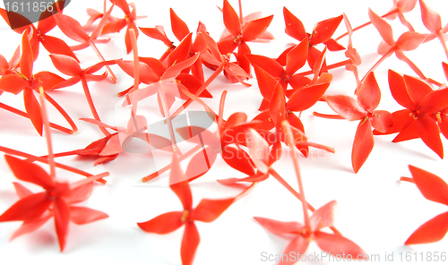 Image of Red Flower Background