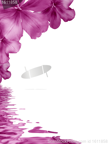 Image of Flowers background reflecting in water