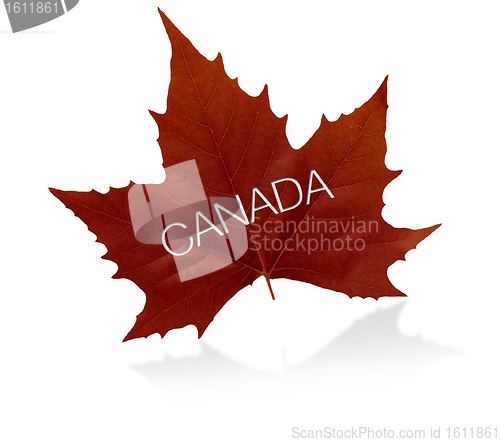 Image of Canadian Maple Leaf