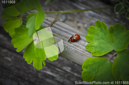 Image of Ladybugs Mating