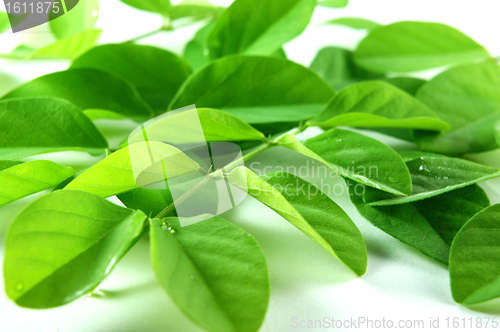 Image of Green Leaf Background